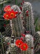 Image result for New Mexico Cactus