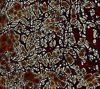 Image result for Universe and Brain Neuron