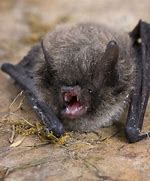 Image result for Little Brown Bat Guano