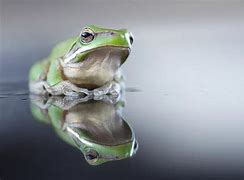 Image result for A Sad Frog