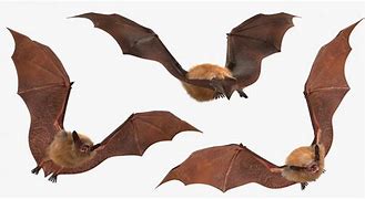 Image result for Bat Skin Fur Print