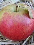 Image result for Honeycrisp Apple Tree Zone