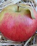 Image result for Dwarf Honeycrisp Apple Tree