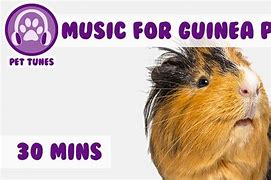 Image result for Guinea Pig Music
