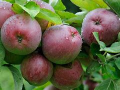 Image result for Malus domestica Essing