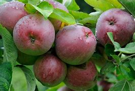 Image result for Malus domestica Cobo