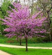 Image result for Cercis canadensis Hearts of Gold