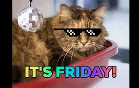 Image result for Happy Friday Afternoon Cat