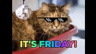 Image result for Happy Friday Eve with Cat Driving