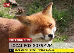 Image result for Weird Fox Meme