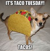 Image result for Taco Tuesday Cat Meme