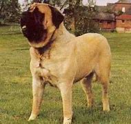 Image result for English Mastiff Biggest Dog in the World