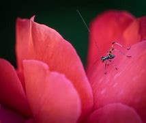 Image result for Baby Spider Cricket