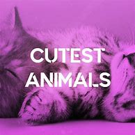 Image result for Cutest Animal On Earth
