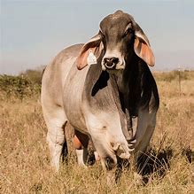 Image result for Brahman Cow