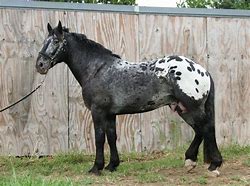 Image result for Appaloosa Draft Horse