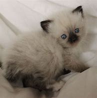 Image result for Newborn Ragdoll Kittens