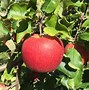 Image result for Sour Small Apple