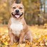 Image result for Pit Bull Dog Brown and White