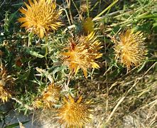 Image result for carlina
