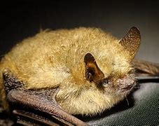 Image result for Baby Bat Pictures