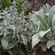 Image result for Stachys byzantina