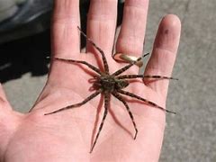Image result for Biggest Spider in UK