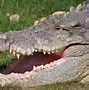 Image result for Monster Crocodile