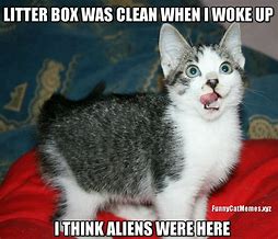 Image result for Cat On Litter Box with Cell Phone Memes