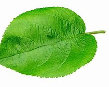 Image result for Apple Leaves