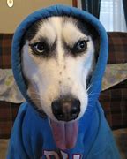 Image result for Blue Hoodie Dog Meme
