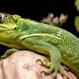 Image result for Louisiana Anole Lizard