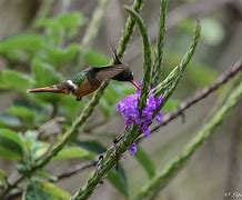 Image result for Leucosarcia Columbidae