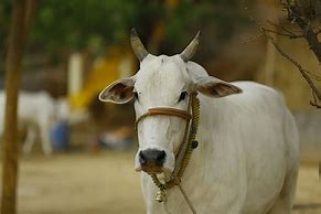 Image result for India Cattle