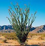 Image result for Wild Cactus Arizona