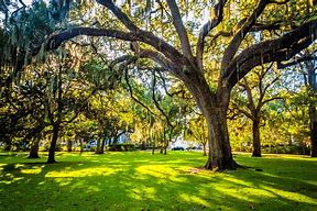 Image result for Savannah