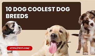 Image result for Cool Dog Breeds