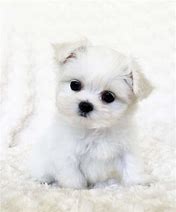 Image result for Cute Baby Maltese Puppies