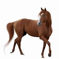 Image result for Beautiful Horse with No Background