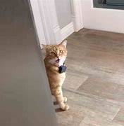 Image result for Cat Come Here