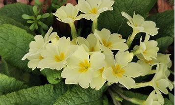 Image result for Primula vulgaris Dunberg