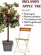 Image result for Miniature Apple Trees