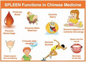 Image result for Spleen Chinese Medicine