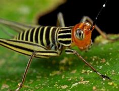 Image result for Cricket Insect South West Western Australia