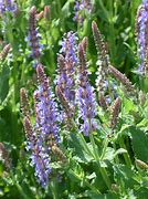 Image result for Salvia sylvestris (x) Rhapsody in Blue