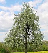 Image result for Pyrus communis Beurré de Naghin