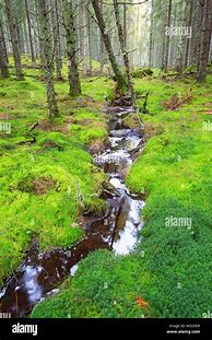 Image result for A Small Stream