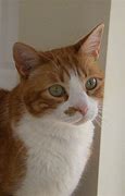 Image result for White Cat with Orange and Black Spots
