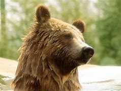 Image result for Bear Face Wilderness Series