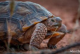 Image result for Mojave Desert Tortoise